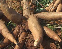 Cassava Flour Mill