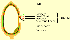 rice bran oil