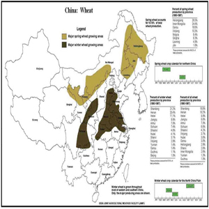 wheat growing in china