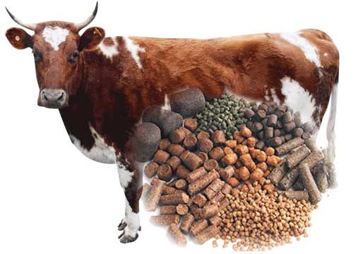 cattle feed pellet
