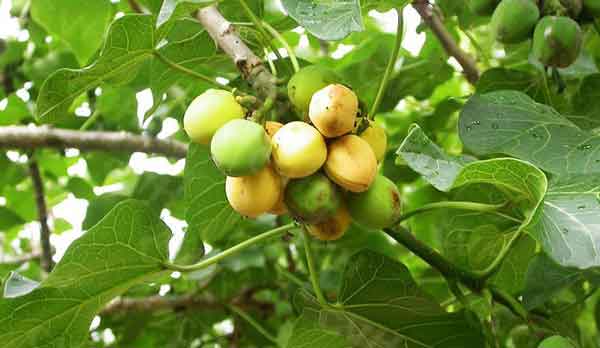 jatropha tree